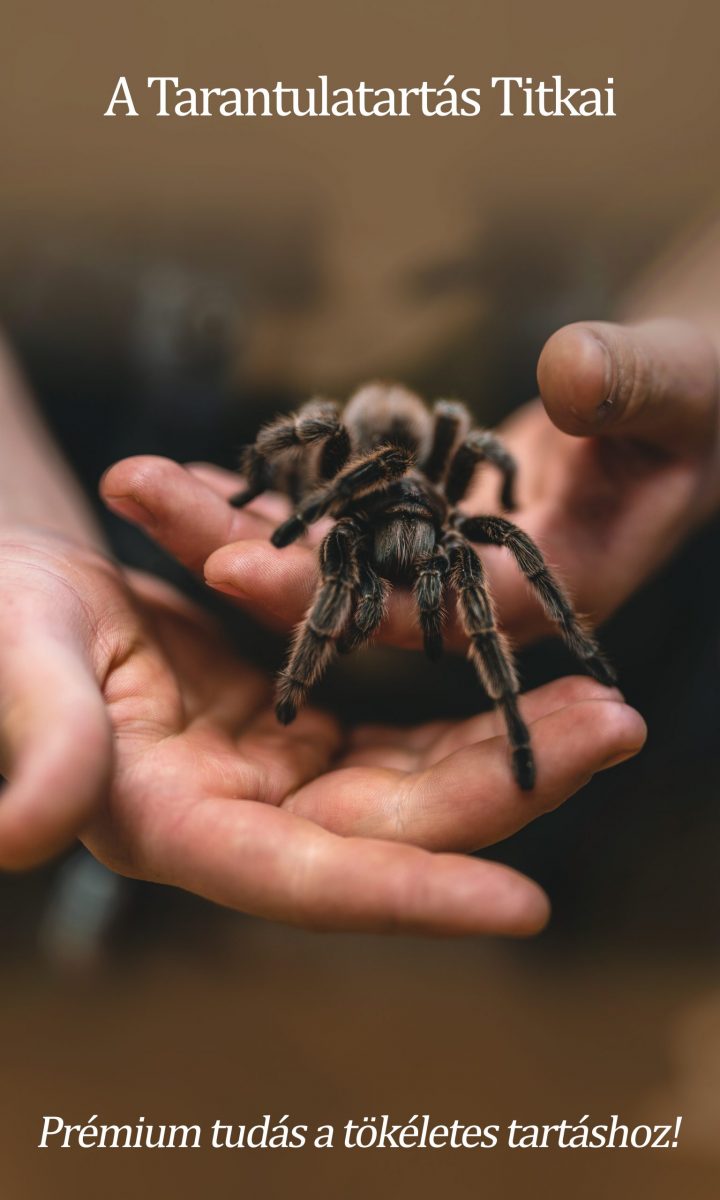 A Tarantulatartás Titkai