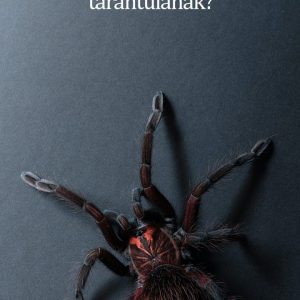 Hogyan viseljük gondját egy tarantulának?