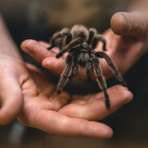 A Tarantulatartás Titkai