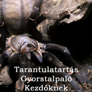 Tarantulatartás Gyorstalpaló Kezdőknek